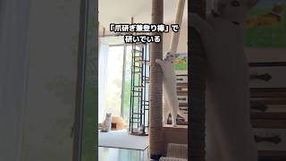 猫と暮らす家｜爪研ぎOKとNGの場所を作ったら猫も人も快適な住まいになった