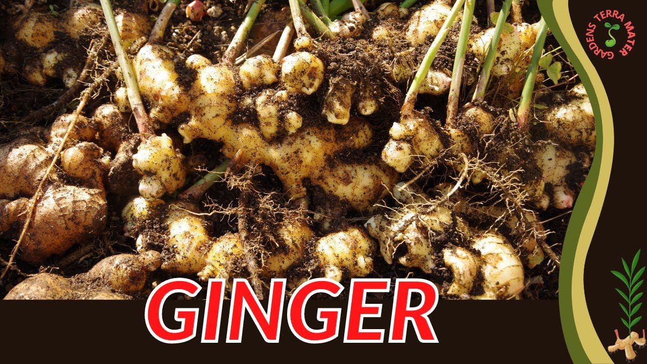GINGER Information & Growing Tips! (Zingiber officinale) YouTube