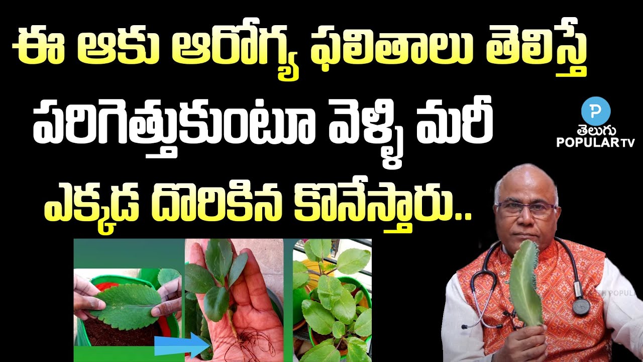 Ranapala Plant Uses in Telugu | Ranapala Leaf uses in Telugu | CL Venkat Rao | Health Popular TV