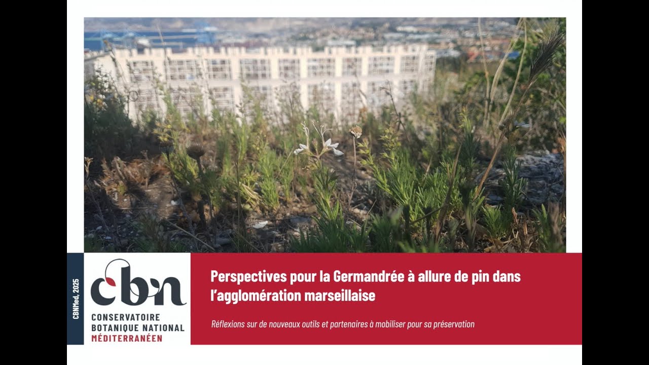 Conférence  : Perspectives pour la Germandrée à allure de pin dans l'agglomération marseillaise