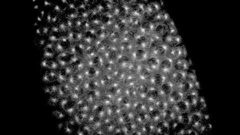 GFP-tubulin. spindle dynamics in the early Drosophila embryo