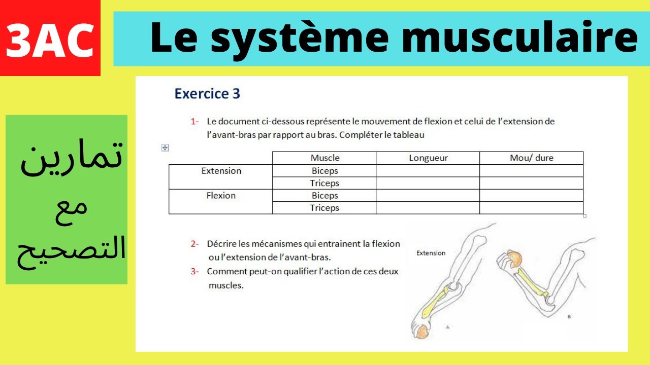 SVT: le système musculaire exercices corrigés 3ème année collège - YouTube