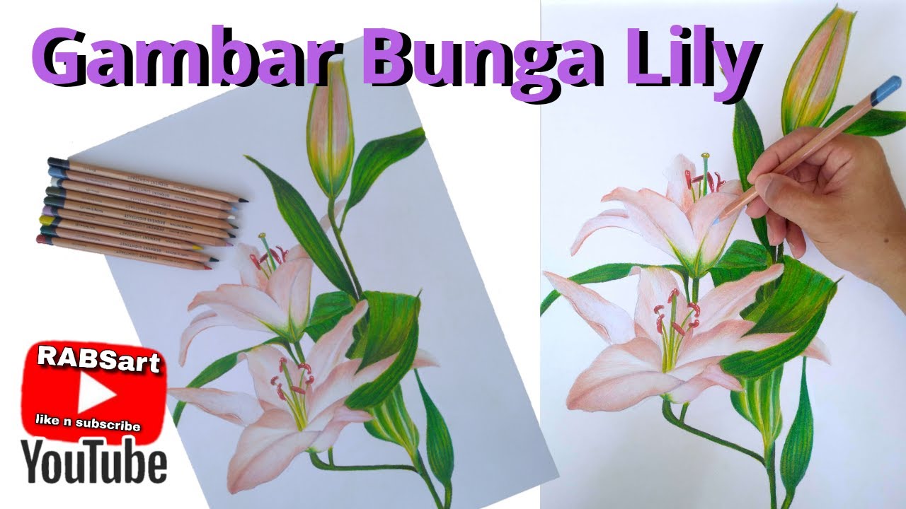  Gambar Bunga Lily  atau Bakung Dengan DERWENT COLOURED 