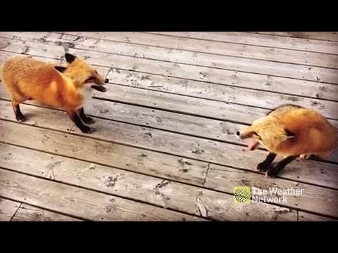 like a prayer Foxes voice their enjoyment over warm fall temperatures