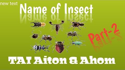 Learn Tai Ai || Aiton ||Name of Insect Part-2.