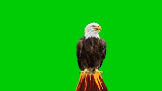 Eagle Green Screen - Chroma Key Hd Footage Bird Vfx