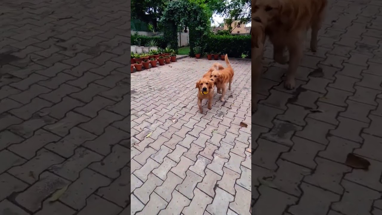 Cooper Fail ho Gya. 🤪. 