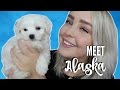 MEET MY PUPPY!! | Julia Sofia ♡