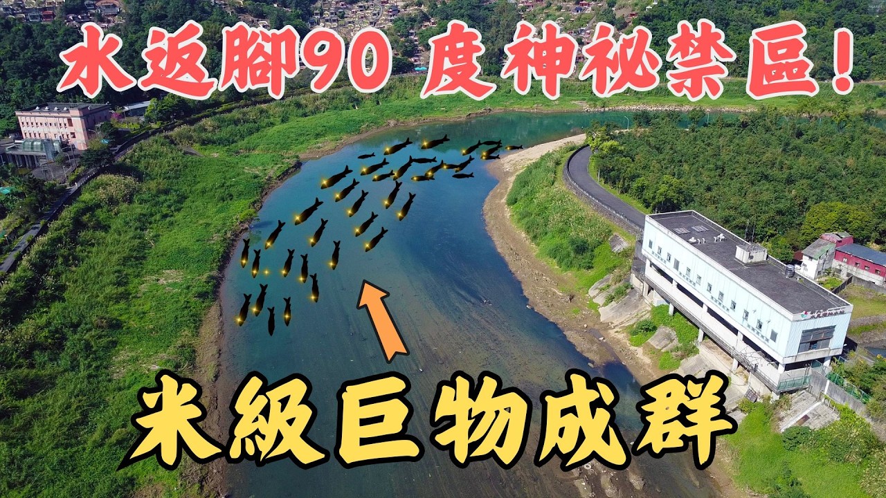 🔥空拍直擊！😱 城市河川進化成「巨鰡聖地」？水尾灣 90 度大彎下，竟藏無數米級巨獸！🎣｜Maxcatch｜台興牌涉水褲｜飛釣｜#flyfishing #fishing #fishinglife