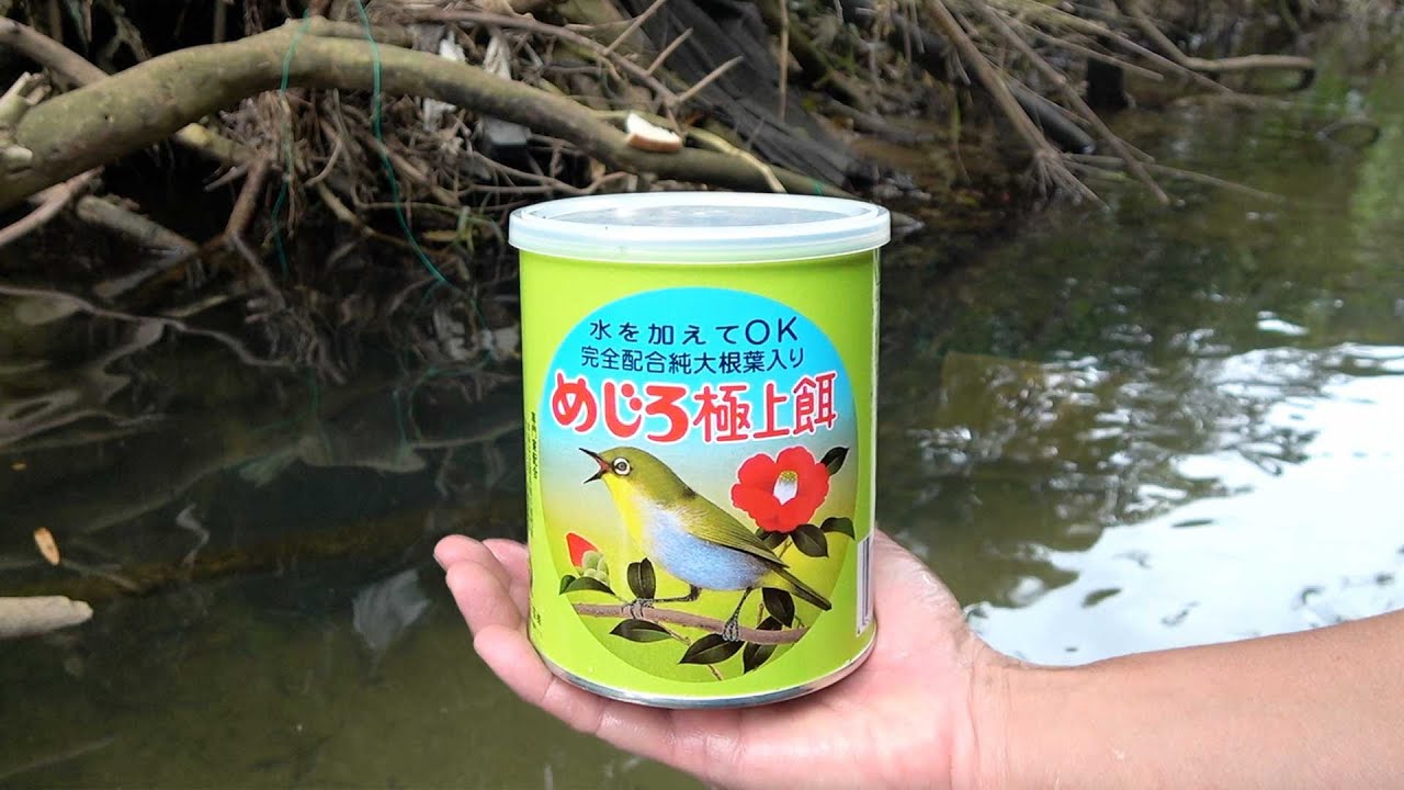 沖縄で異常繁殖した外来種を『めじろ極上餌』で大量捕獲して 海で釣りをする！ 【大量の外来種で沖釣り 前編】