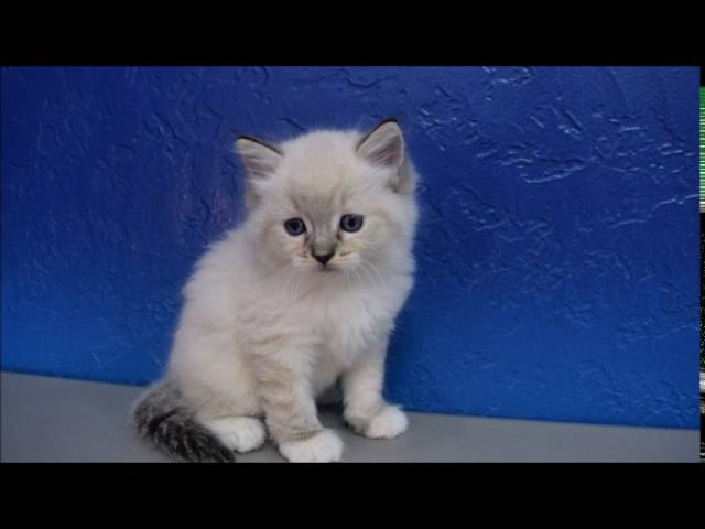 lynx ragdoll kitten