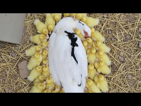 كنت مستنية اللحظة دي من زمان ولما حصلت كانت فرحة ما تتوصفش كل البيض فقس في نفس اللحظة