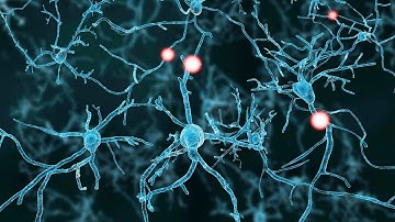 Developing neural circuits linked to hunting behaviour