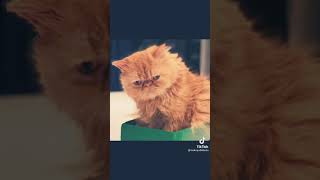 Lawak pkp kucing😁😁