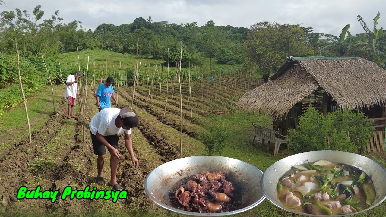 Nagtanim at Nagluto ng Spicy Adobong pusit at Pork Sinigang | Simpleng Buhay Probinsya 