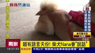 超有語言天份柴犬Nana會「說話」三立新聞台