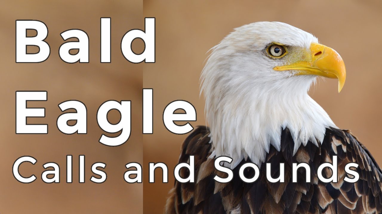 young bald eagle facts