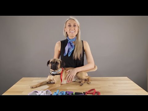 Video: How To Put A Harness On A Dog