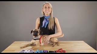 How to Fit the 5 Main Types of Dog Harnesses