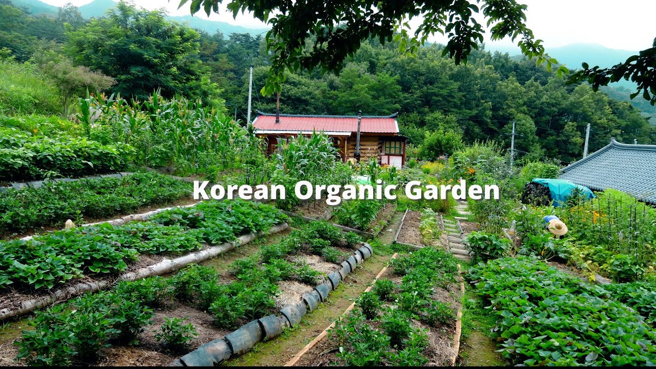 Еда, собранная в этом году в органическом саду~!!