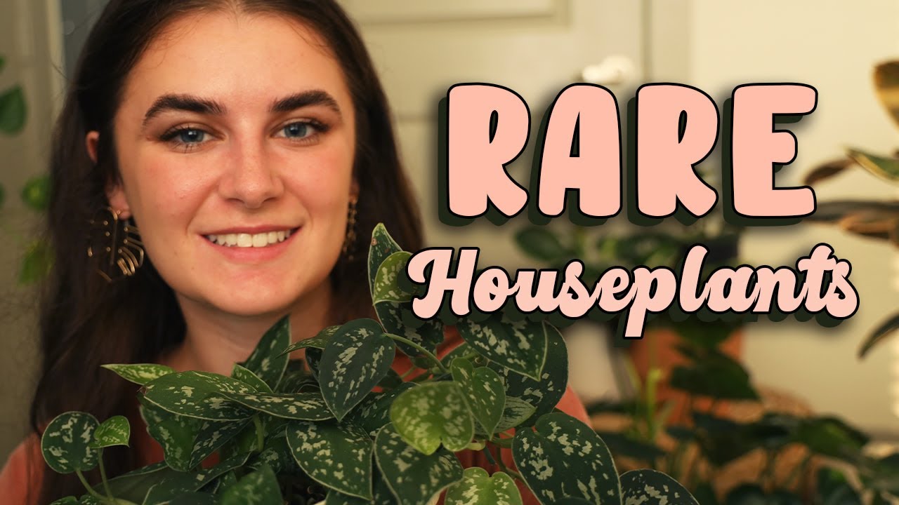 5 Best Rare Houseplant Dupes Common Houseplants YouTube