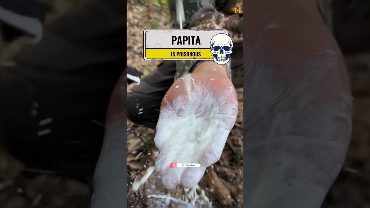 Is papaya Latex Milk Unsafe | Benifits of Papaya Milk 