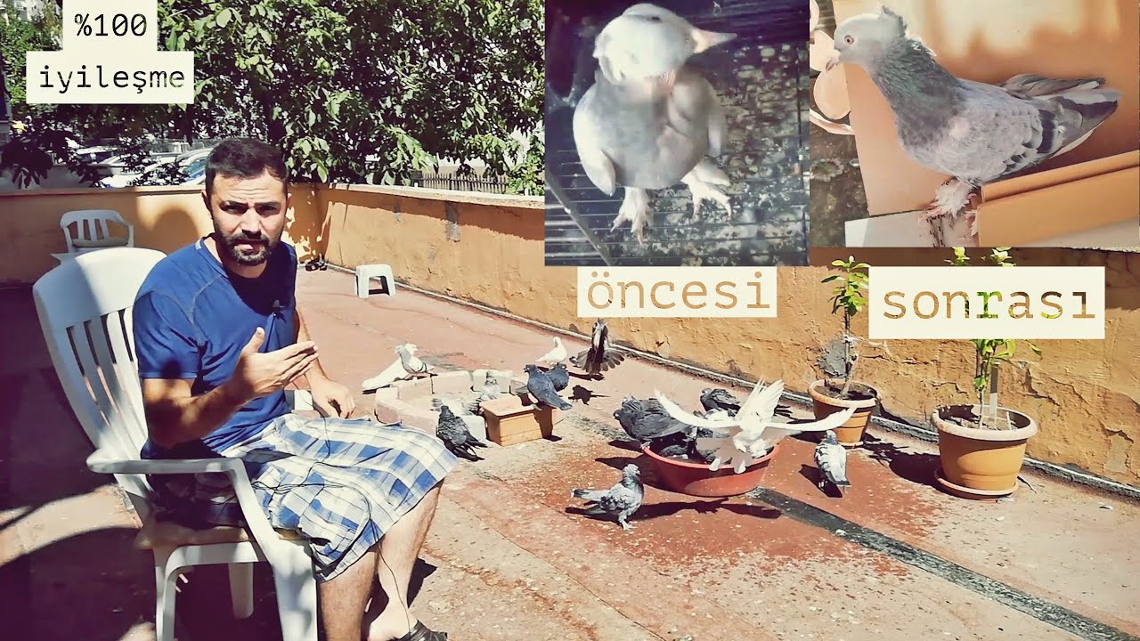 Güvercinlerde sallabaş tedavisi %100 iyileşme ayrıntılı anlatım