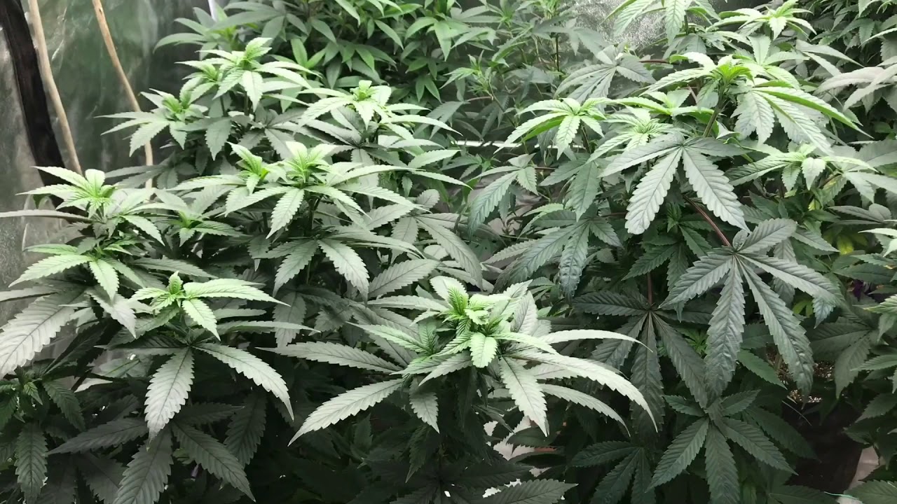 Vegging Plants For Flowering - Update