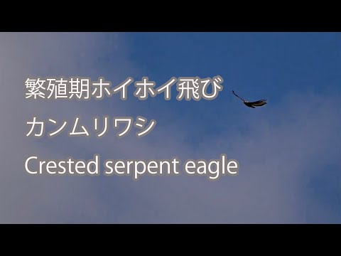 【繁殖期ホイホイ飛び】カンムリワシ Crested serpent eagle