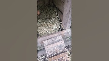 Keep chicken nest boxes clean if you want clean eggs