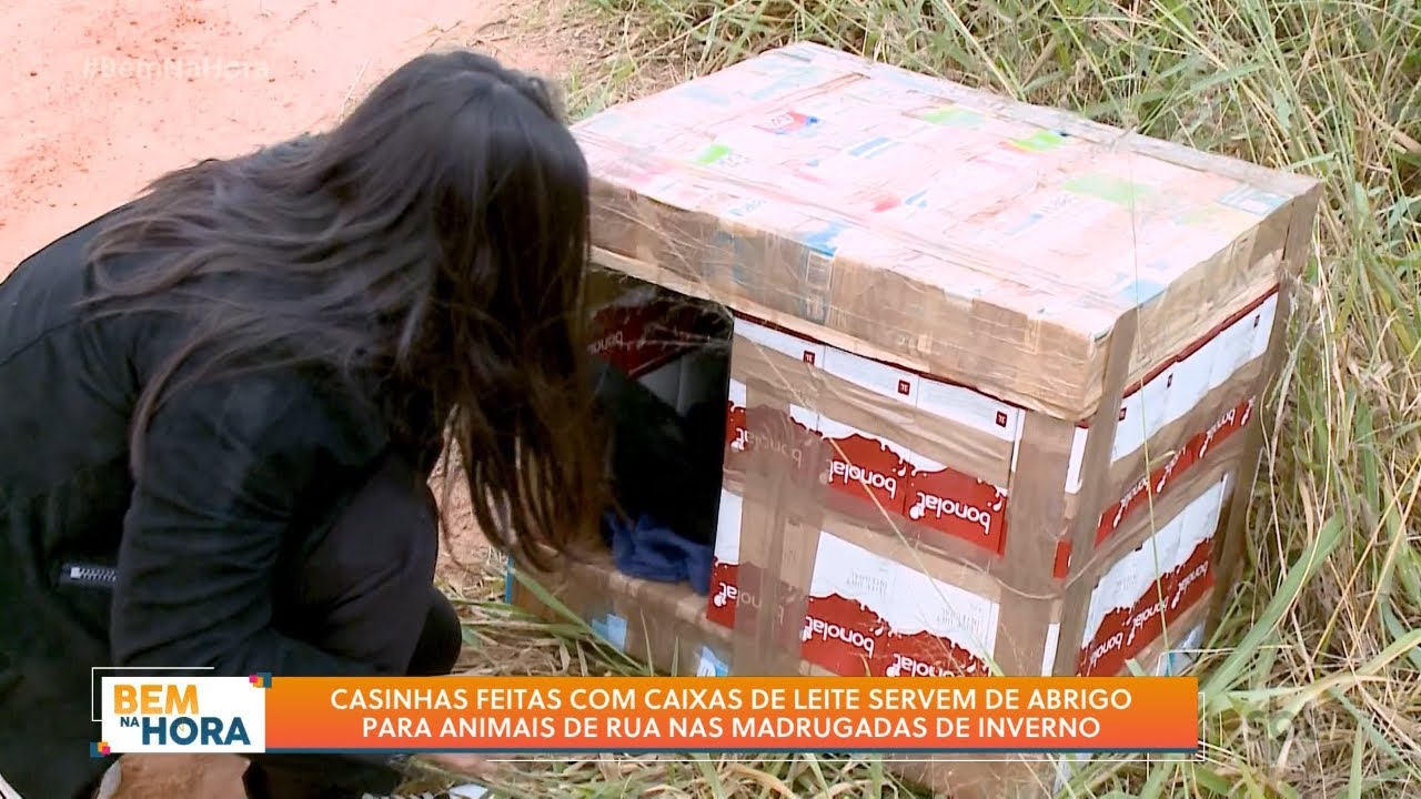 Casinhas feitas com caixas de leite servem de abrigos para animais abandonados