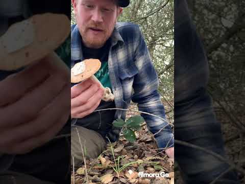 Foraging the “Springtime