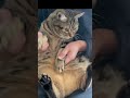 愛のしるしのリズムにのって〜♫✨😆#shorts#cat#kucing#बिल्ली Ride the rhythm