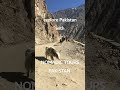 Mountain Yaks in Astore, Pakistan               #adventure #nature #yaks #mountains #travelPakistan