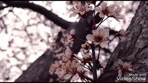 يوم نسير الجبال : تلاوه جميل جدا