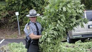 How do I fight charges for "cultivating marijuana" in Nevada?