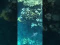 Подводный мир Красного моря
