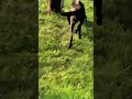 Why Is Gunner Limping? Help Lucky Lab Rescue Get Him the Answers And Care He Needs...[STORY BELOW]