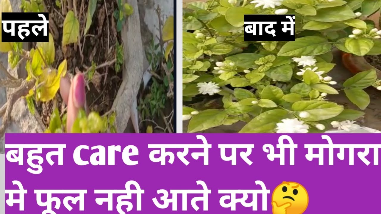 Mogra/ jasmine plants care for heavy flowering YouTube