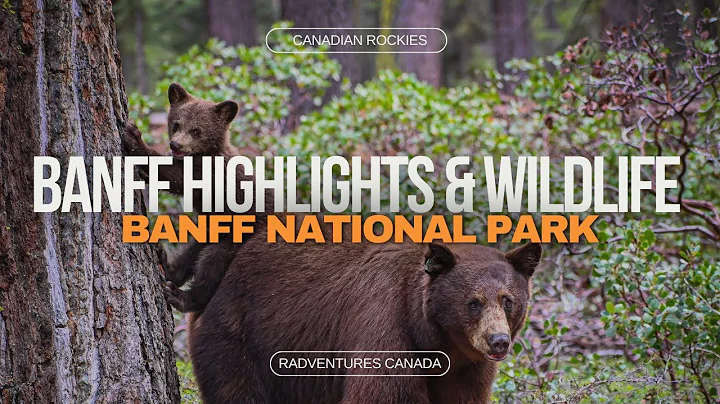 BANFF HIGHLIGHTS | WILDLIFE | BANFF NATIONAL PARK