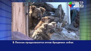 В Лесном продолжается отлов бродячих собак В Лесном продолжается отлов бродячих собак