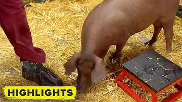 Elon Musk reveals Neuralink pig brain implants