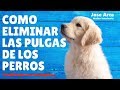 🛑COMO ELIMINAR LAS PULGAS DE LOS PERROS 👉[ 5 ] METODOS INFALIBLES  👈 🐕💢🐶