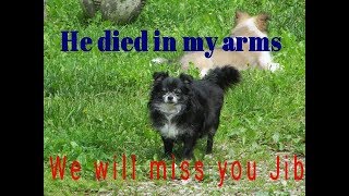 He died in my arms. Burying my best friend & dog Jibs.