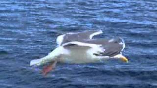 It is the technique of a gull flying to wind.