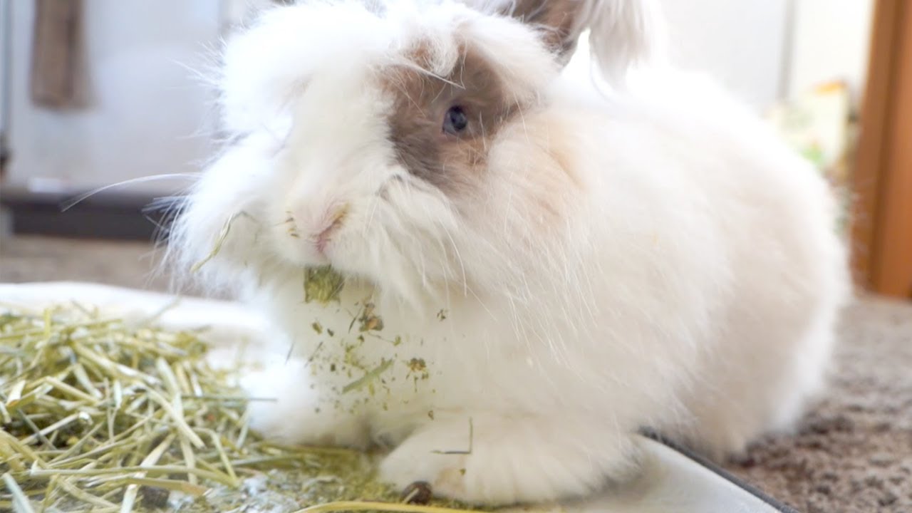 毛が長すぎていろんなゴミを絡め取ってしまうウサギ Youtube