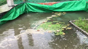 Mô hình nuôi cá lau kiếng vỗ béo trên bể bạc, kết hợp ốc bưu vàng & cám gạo tận dụng bèo cám và rau.