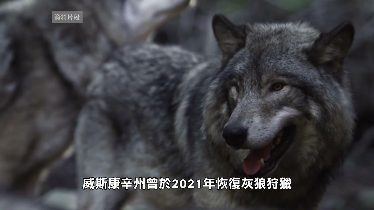 【天下新聞】威斯康辛州: 獵狼者需遵新規定 監管更嚴格 