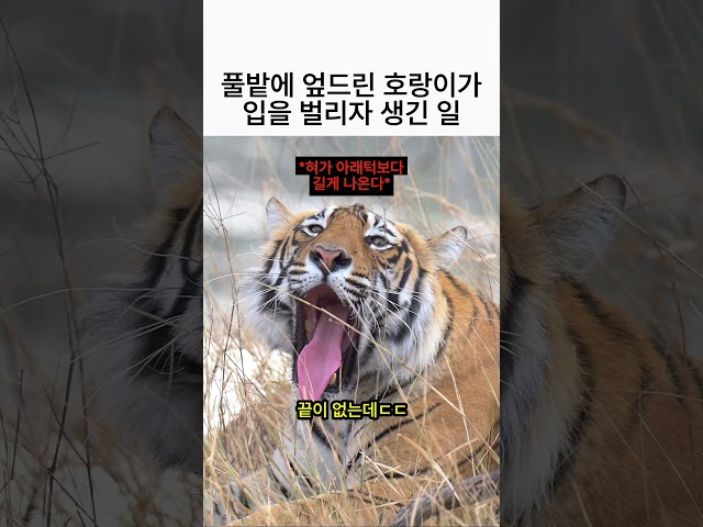 풀밭에 엎드린 호랑이가 입을 벌리자 생긴 일 ????