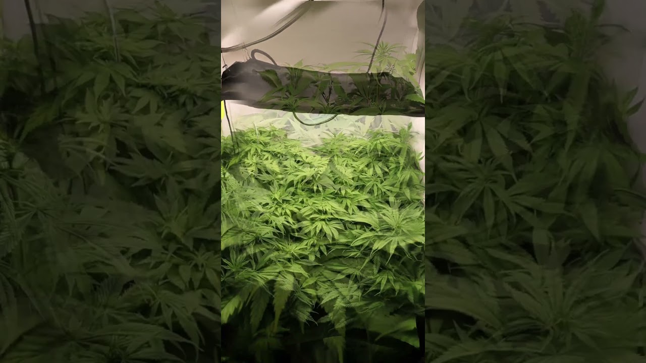Master Kush Grow Blütetag 11 - Flowering Day 11